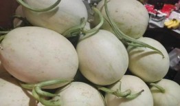 吃瓜協(xié)會(huì)海南,吃瓜協(xié)會(huì)的甜蜜瓜果之旅