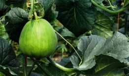 張家川縣吃瓜,吃瓜也能吃出文化味