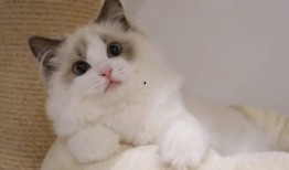 布偶貓吃瓜圍觀,萌寵視角下的趣味生活瞬間