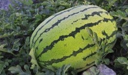 紅光路吃瓜,揭秘吃瓜群眾的狂歡盛宴