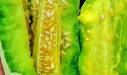 什么瓜帶皮吃,盡享自然之美——揭秘“帶皮吃瓜”的獨(dú)特魅力