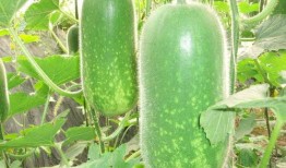 易水寒吃瓜在哪,易水寒吃瓜背后的網絡熱點追蹤