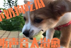 狗隨主人吃瓜,寵物與主人共度歡樂時(shí)光