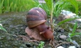 帶你吃瓜野生蝸牛視頻,帶你吃瓜體驗獨特風味