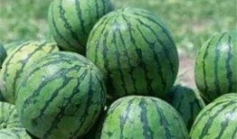 吃瓜路上吃瓜,品味人間百態