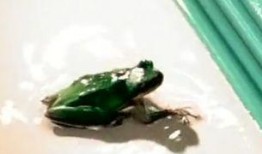 蛙蛙吃瓜視頻,揭秘網絡紅人的趣味日常