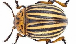 甲蟲吃梨瓜嗎,自然界的奇妙互動