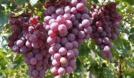 吃梨瓜傷胃嗎,揭秘吃梨瓜是否會傷胃