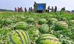 河北衡水吃瓜事件視頻,一場網絡熱議的校園風波揭秘