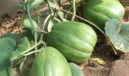 13部吃瓜了,揭秘娛樂圈幕后風云