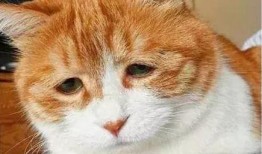 吃瓜群眾經歷什么,見證娛樂圈風云變幻的幕后故事