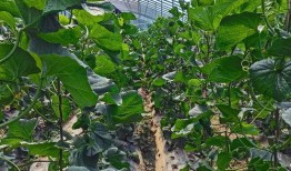 張家川縣吃瓜,吃瓜也能吃出文化味