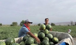 夢見別人吃瓜比賽,一場別開生面的吃瓜大賽