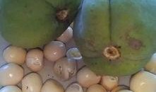 一般吃瓜是指什么瓜啊,究竟指的是哪種瓜？