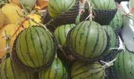 吃瓜協(xié)會(huì)海南,吃瓜協(xié)會(huì)的甜蜜瓜果之旅