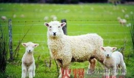 小羊51吃瓜,吃瓜群眾的歡樂盛宴