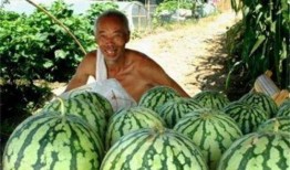 吃瓜路上吃瓜,品味人間百態