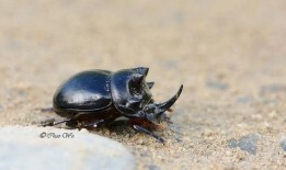 甲蟲吃梨瓜嗎,自然界的奇妙互動