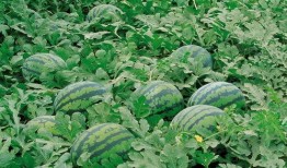 南寧高校吃瓜群,校園熱點(diǎn)一網(wǎng)打盡，青春話題熱議不斷