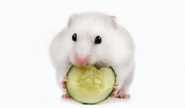 倉鼠可以吃瓜啊,揭秘倉鼠的美食世界