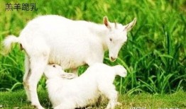 小羊51吃瓜,吃瓜群眾的歡樂盛宴