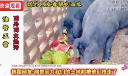 騎著豬吃瓜,一場(chǎng)奇妙的騎豬食瓜之旅