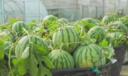 大理擺攤吃瓜視頻,感受地道市井生活