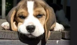 疫情期間吃瓜圖片狗,見證時代變遷的可愛瞬間