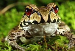 蛙蛙吃瓜視頻,揭秘網絡紅人的趣味日常