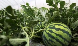 吃瓜路上吃瓜,品味人間百態