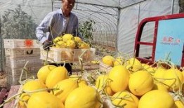 沁陽吃瓜,探尋當地特色美食的甜蜜奧秘