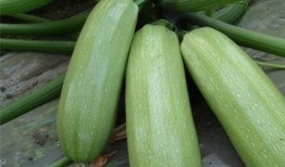 痛風可以吃翠玉瓜嗎,翠玉瓜助力健康飲食