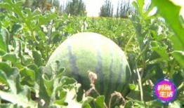 大瓜吃不停,娛樂圈風云變幻，揭秘明星幕后故事