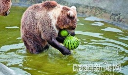 動(dòng)物看人類吃瓜,動(dòng)物眼中的“吃瓜群眾”