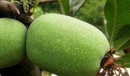 瓜樓的果實怎么吃