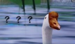 夢如吃瓜,揭秘娛樂圈的甜蜜與苦澀