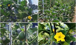 張家川縣吃瓜,吃瓜也能吃出文化味