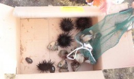 吃瓜博主和小劉,揭秘娛樂圈幕后故事