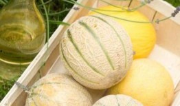 二瓜吃瓜瓜,一場(chǎng)別開(kāi)生面的瓜界盛宴