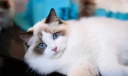 布偶貓吃瓜圍觀,萌寵視角下的趣味生活瞬間