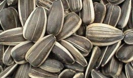 孕期可以吃小瓜,小瓜的營養(yǎng)與食用指南