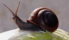 帶你吃瓜野生蝸牛視頻,帶你吃瓜體驗獨特風味