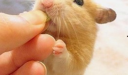 倉鼠可以吃瓜啊,揭秘倉鼠的美食世界