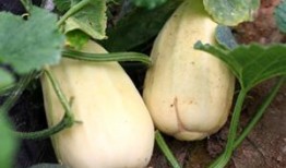 彌河銀瓜適合什么人吃,營養(yǎng)美味，適合全家老少共享的佳品