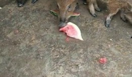 騎著豬吃瓜,一場(chǎng)奇妙的騎豬食瓜之旅