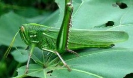 小螞蚱吃瓜姐,小螞蚱與瓜姐的奇妙食趣之旅