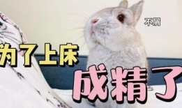 兔子吃福壽瓜嗎,探尋兔子飲食習(xí)慣之謎