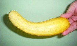 瓜變黃可以吃嗎,能否食用揭秘”