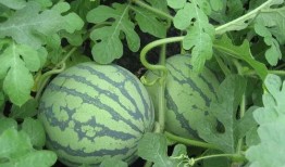 執行官吃瓜,一場意外的吃瓜盛宴