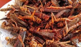 小螞蚱吃瓜姐,小螞蚱與瓜姐的奇妙食趣之旅